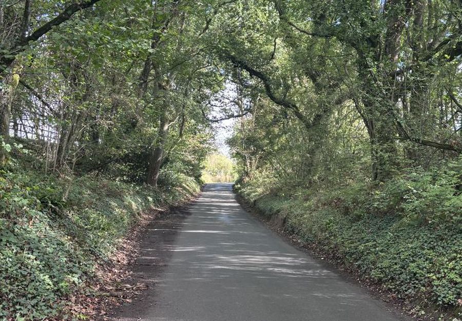 An empty road passing beneath a dense canopy of trees